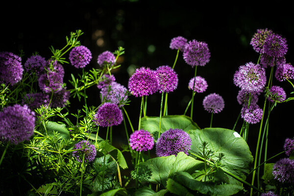 Purple-Floral-2