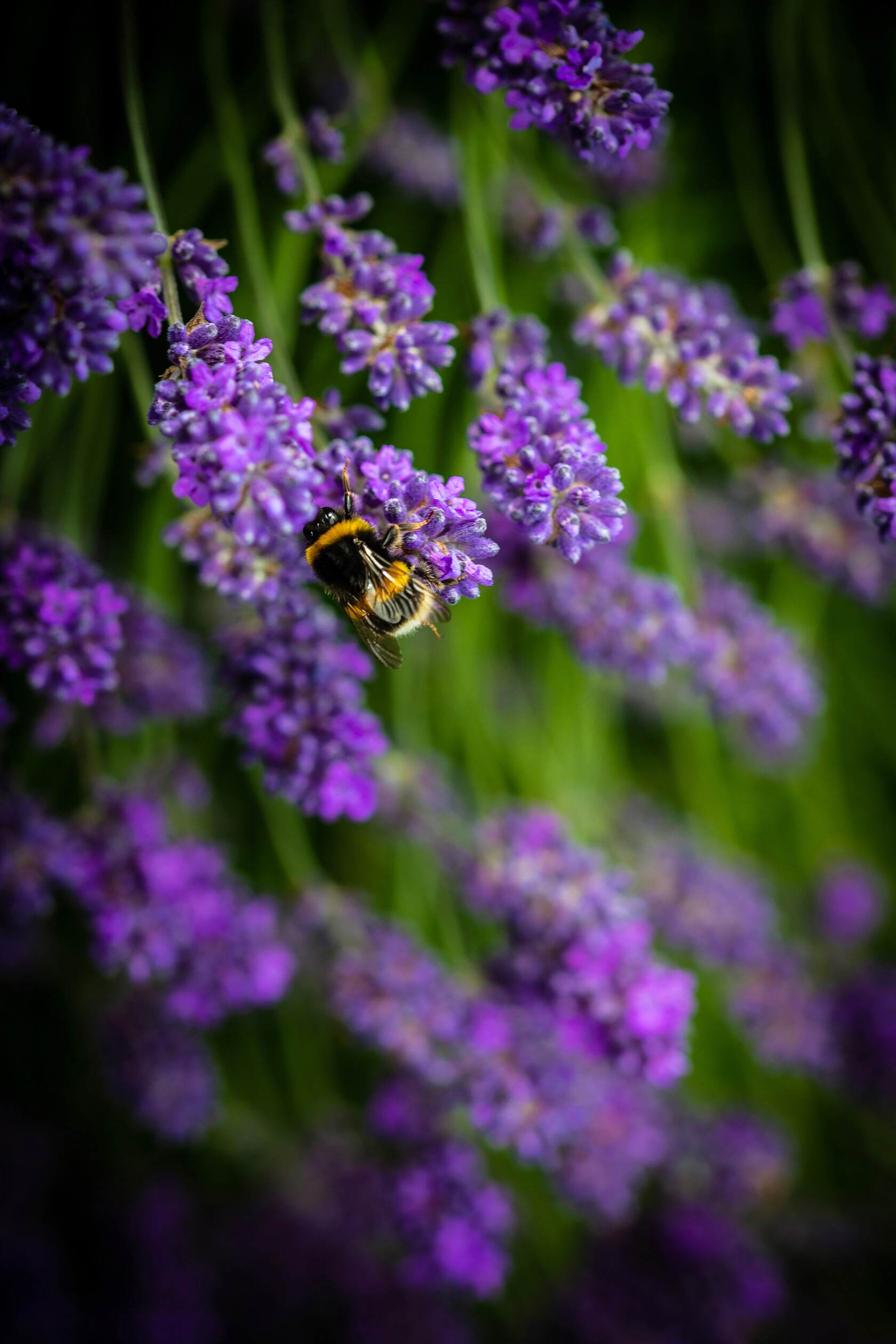 Bee-Purple-Floral